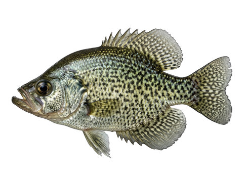 Black crappie freshwater fish detail with speckled pattern on scales and fins