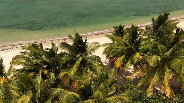 Smooth drone overfly above coconut palms opening to a wide panorama of Estillero Beach, turquoise sea, reef patterns, sand, and tropical coastline.