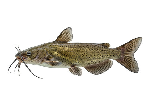 Channel catfish freshwater fish detail with barbels and speckled pattern