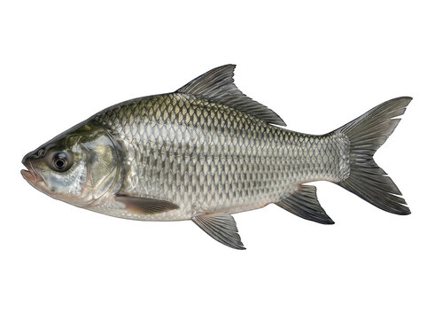 Catla freshwater carp fish detail with silver scales and prominent fins