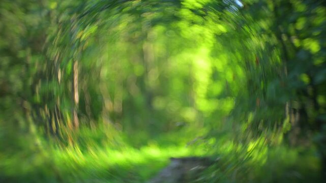Abstract green forest portal with dreamy bokeh