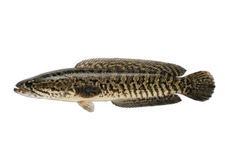 Fototapeta premium Northern snakehead fish channa argus freshwater predator detail with mottled skin pattern