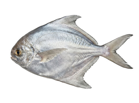 Silver pomfret fish pampus argenteus raw seafood detail with shiny silver skin