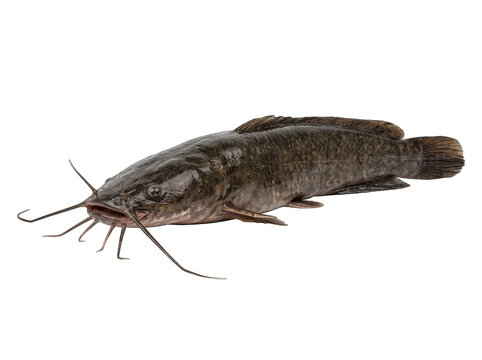 Freshwater catfish fish detail with long barbels and dark skin