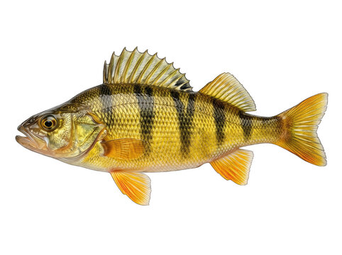 Yellow perch perca flavescens freshwater gamefish detail with dark vertical stripes