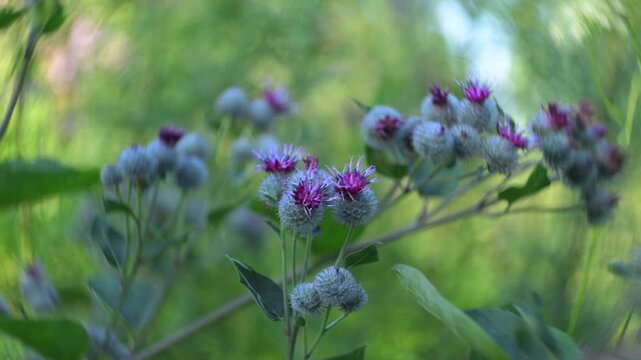Burdock flower close-up. Blurred background