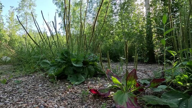 Plantago or Broadleaf Plantain Growing Along a Forest Roadside, Latvia, Panning Shot