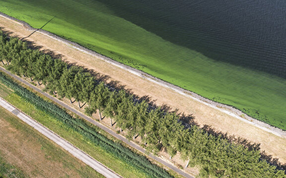 Aerial view of a dike with a row of trees and a path alongside a body of water showing a vibrant green algal bloom in Middelharnis, South Holland, Netherlands.