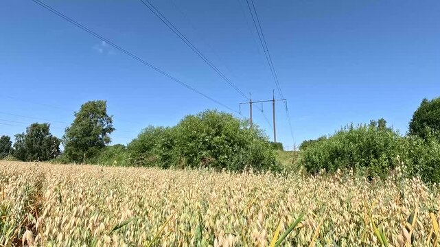 Handheld Static Shot of High-Voltage Power Lines Spanning a Growing Oat Field, Latvia