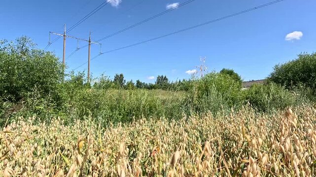 Handheld Static Shot of High-Voltage Power Lines Spanning a Growing Oat Field, Latvia