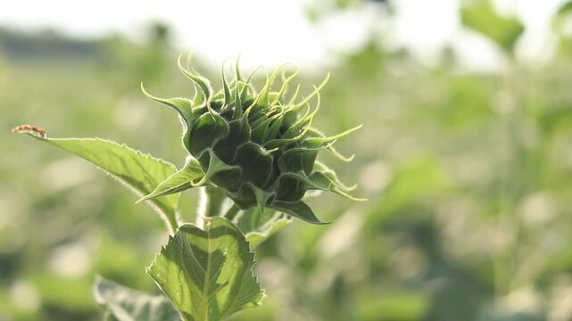 Closed green sunflower bud on blurred background. Close-up of unopened sunflower bud in the field in summer. Concept of plant growth, agriculture and farming. Young green sunflower bud