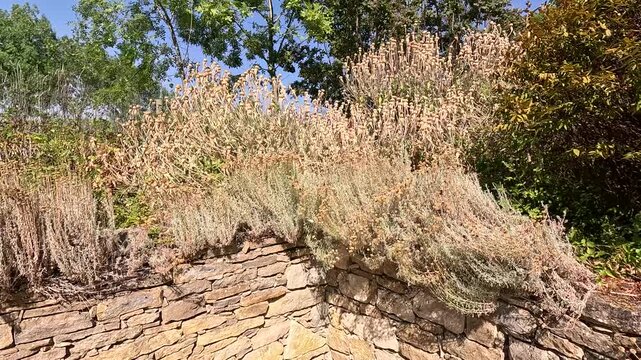 Heat-Stressed Withered Flower Bed in French Rural Garden During Extreme Heatwave, Occitanie, France