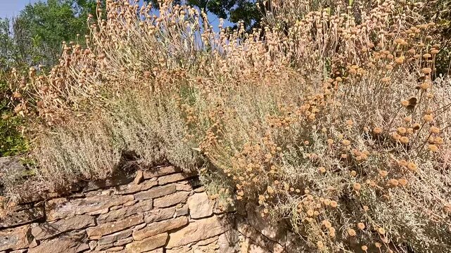 Heat-Stressed Withered Flower Bed in French Rural Garden During Extreme Heatwave, Occitanie, France
