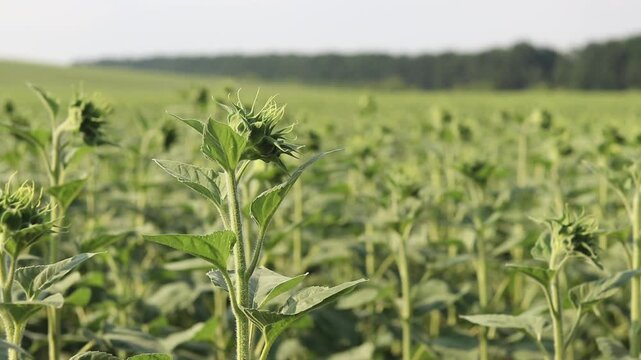 Closed green sunflower bud on blurred background. Close-up of unopened sunflower bud in the field in summer. Concept of plant growth, agriculture and farming. Young green sunflower bud