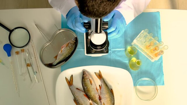 Research fish in the lab. Selective focus.
