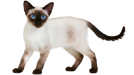 Elegant Siamese cat with striking blue eyes standing alert, isolated on transparent background © ELISA