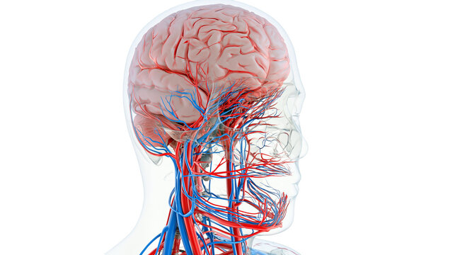 Human brain with arteries and veins, isolated on transparent background