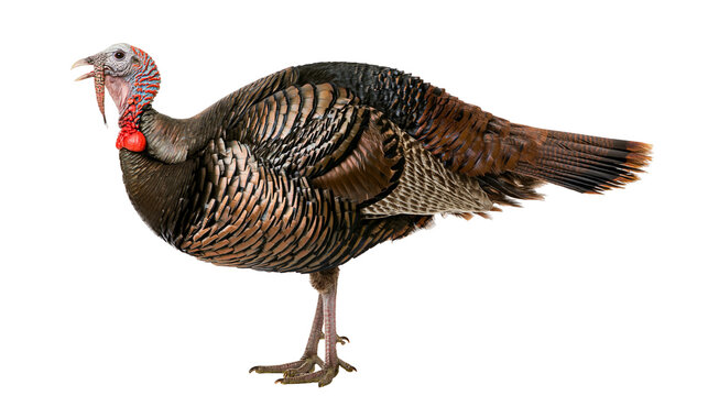 Wild turkey bird with brown and black feathers, isolated on transparent background
