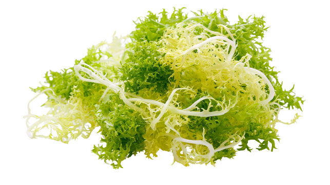 Fresh frilly endive lettuce leaves a healthy green vegetable, isolated on transparent background