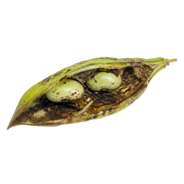 Open green bean pod with seeds displaying rot and mold spots on white background for food quality and agriculture study