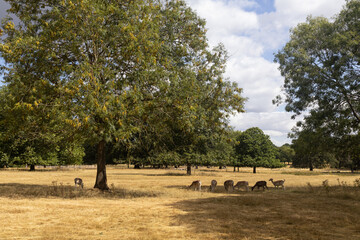 Fototapeta premium Deers in the forest park.Does in the Wollaton park in Nottingham.Drought, hot summer, and parched grass in the park.