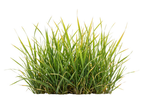 Green grass clump isolated on transparent background