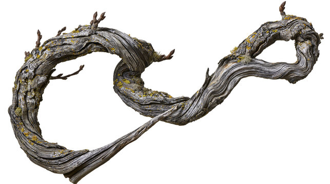 Twisted gnarled dead tree branch with moss, isolated on transparent background