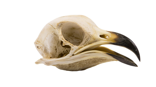 Detailed bird skull with sharp black beak, isolated on transparent background