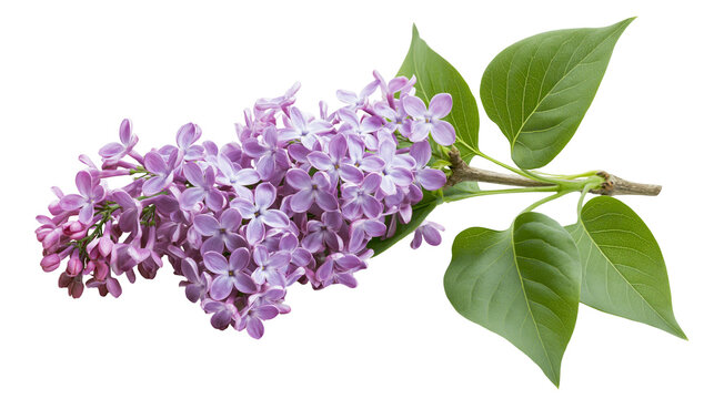 Delicate purple lilac flowers with green leaves, isolated on transparent background