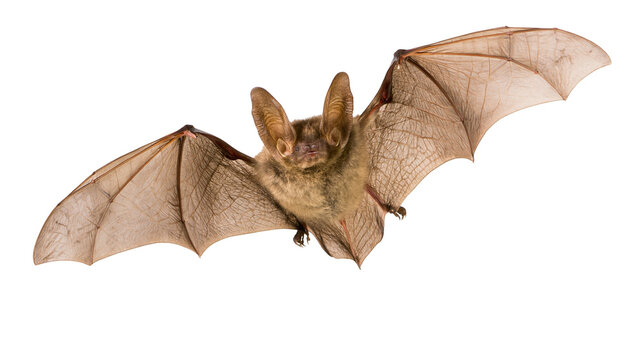 Brown bat with large ears and spread wings, isolated on transparent background