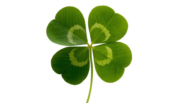 Vibrant green four-leaf clover with distinct markings, isolated on transparent background