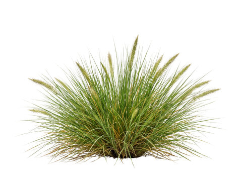 Ornamental grass with seed heads isolated on transparent background