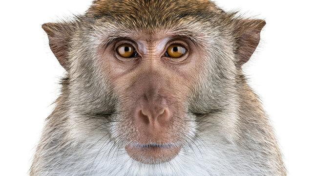 Close-up portrait of a monkey face with brown fur, isolated on transparent background