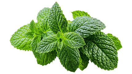 Fresh green mint leaves textured and vibrant, isolated on transparent background © ELISA