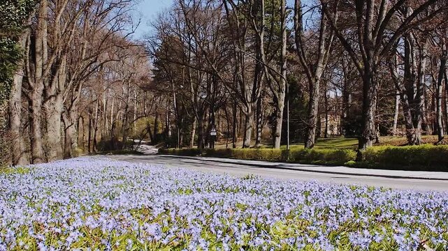 Gro&szlig;e Krokuswiese am Stra&szlig;enrand im Fr&uuml;hling