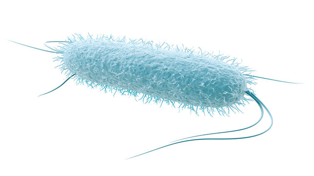 Rod-shaped bacterium with flagella and fimbriae, isolated on transparent background