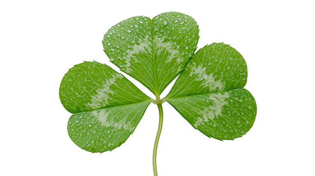 Green clover leaf with water droplets, isolated on transparent background