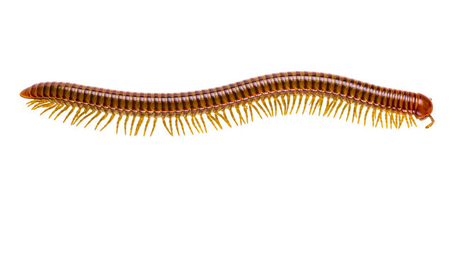 Brown segmented millipede with many yellow legs, isolated on transparent background
