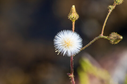 closeup hawkweed