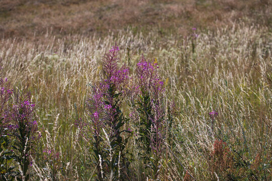 Narrow-leaved willowherb (Epilobium angustifolium), also known as fireweed