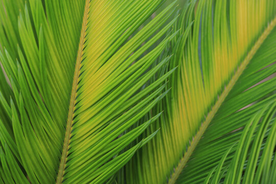 Close-up of fresh green cycas palm leaves with natural pattern and yellow gradient highlights. Tropical botanical macro background for summer, spa, wellness, and nature design.