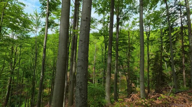 Green forest canopy sways gently with breeze. Jastrebac Mountain, Serbia.