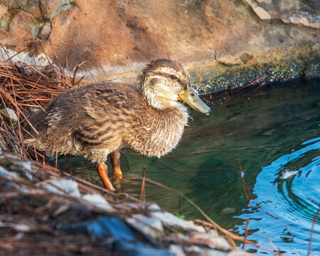 Mallard Duckling at About 30 Days Old