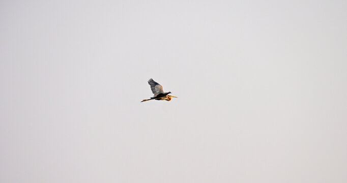 Cattle Egret in Flight Against Blue Sky | Bubulcus ibis Wildlife Photography