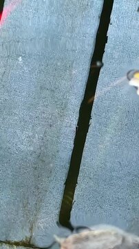 Koi swimming away from great pond snail