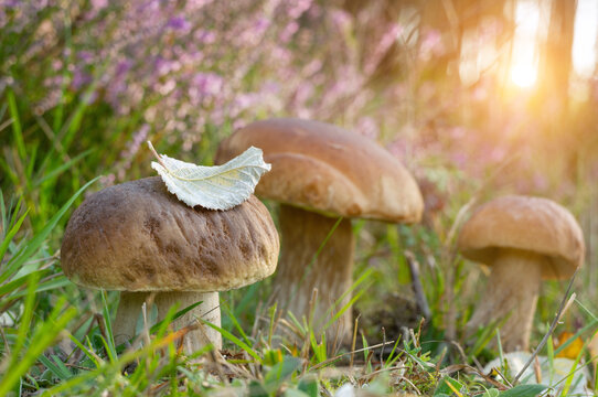 Mushrooms (Boletus edulis) at summer