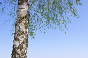 Fototapeta premium Tree against the blue sky.