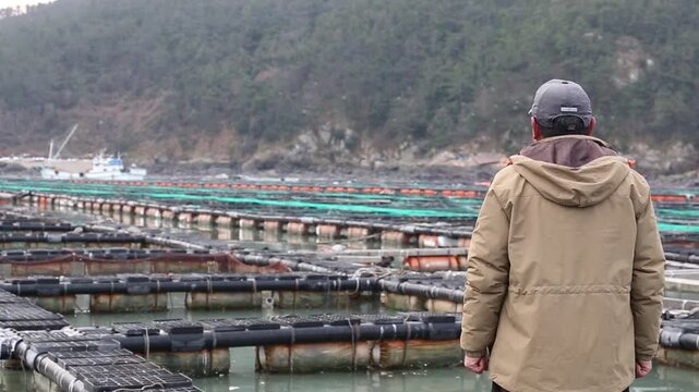 Korea rockfish harvest fish farm aquaculture net cage fishery ocean marine product seafood ingredient raw fish sashimi 한국 우럭 가두리 양식 수확 뜰채 바다 어장 수산물 어촌 수산업 생선 횟감 식재료 활어 회 양식장 해양