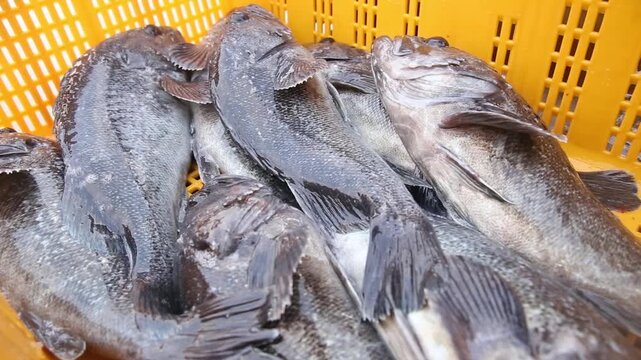 Korea rockfish harvest fish farm aquaculture net cage fishery ocean marine product seafood ingredient raw fish sashimi 한국 우럭 가두리 양식 수확 뜰채 바다 어장 수산물 어촌 수산업 생선 횟감 식재료 활어 회 양식장 해양