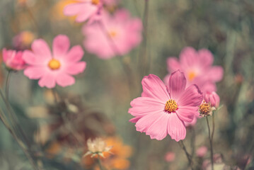 Pink cosmos flowers against a background of earthy tones outdoors, selective focus, beautiful floral banner in autumn colors © Yulia